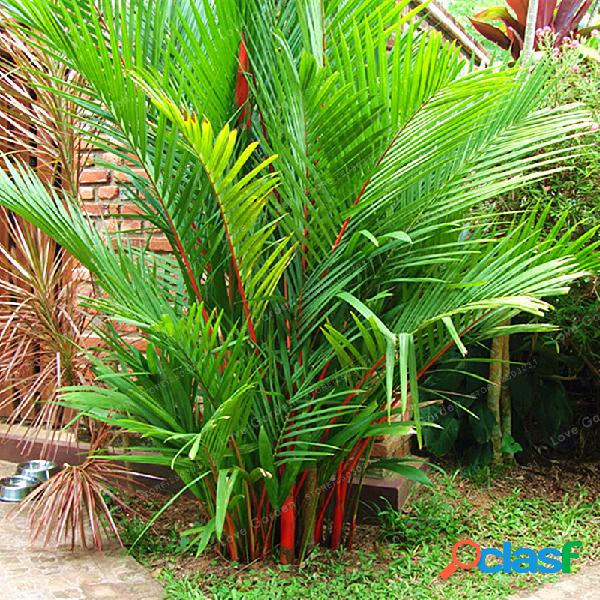 Egrow 100 piezas / paquete Palm Semillas Lápiz labial Palm