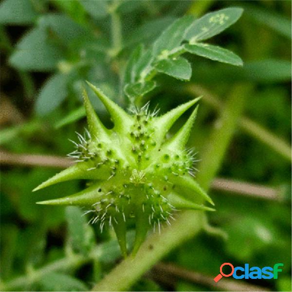 Egrow 100 piezas / paquete Tribulus Terrestris Semillas