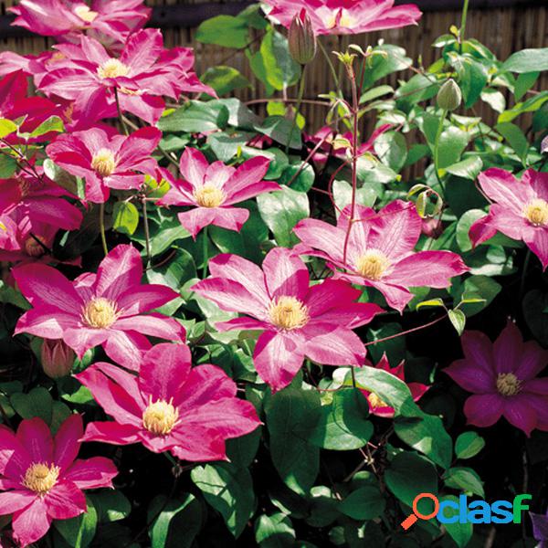 Egrow 100Pcs Inicio Clematis de jardinería Floride Thunb