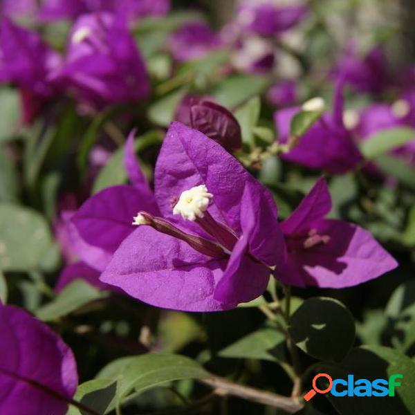 Egrow 100Pcs Jardín Bougainvillea Glabra Choisy Semillas