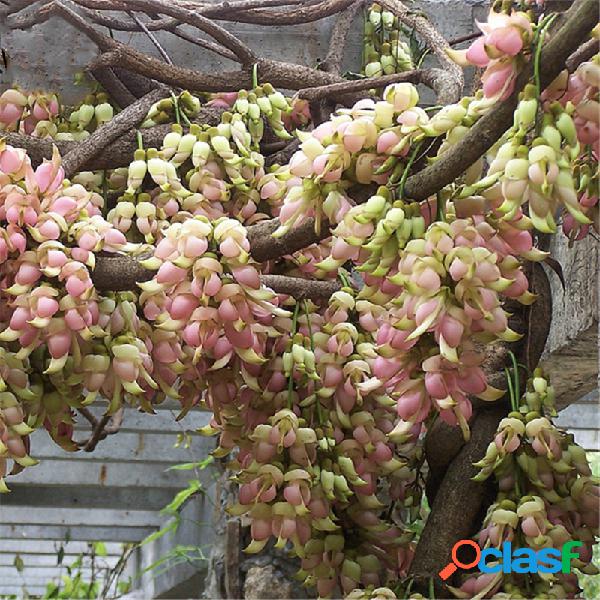 Egrow 16 piezas / paquete Mucuna Birdwoodiana Tree Semillas