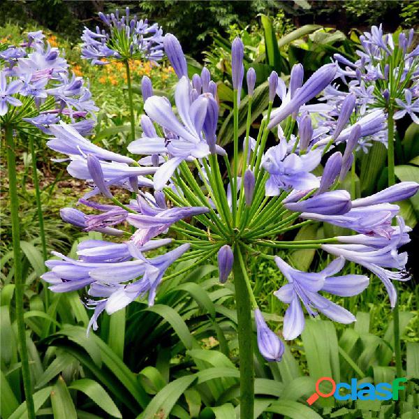 Egrow 30 piezas / paquete Agapanthus Lily Flower Semillas