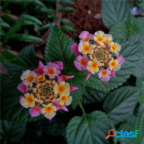 Egrow 30 piezas / paquete Lantana Semillas Lantana Camara