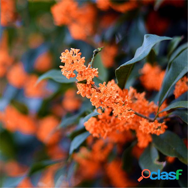 Egrow 30 piezas / paquete Árbol de osmanthus perfumado