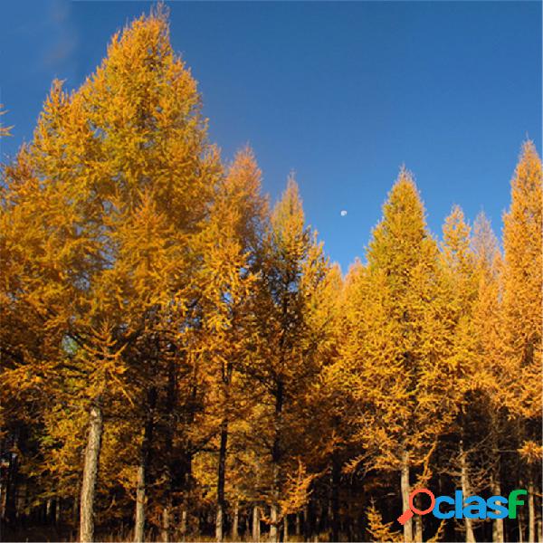 Egrow 50 piezas / paquete Larix Gmelinii Tree Semillas