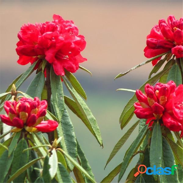 Egrow 50 piezas / paquete Rododendro Delavayi Semillas