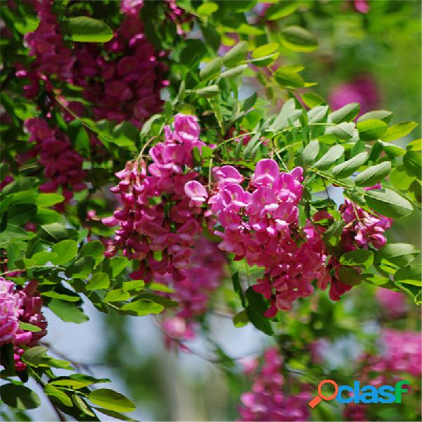 Egrow 50 piezas / paquete Sophora Tonkinensi Tree Semillas