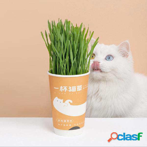 FURRYTAIL Una taza de hierba de gato para semillas de bolas