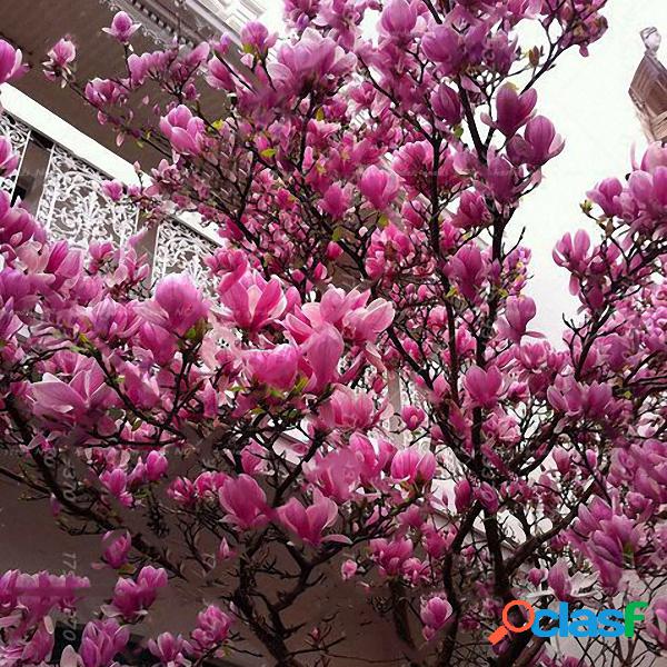 10 Unids / pack Magnolia Semillas Jardín Luz Árbol