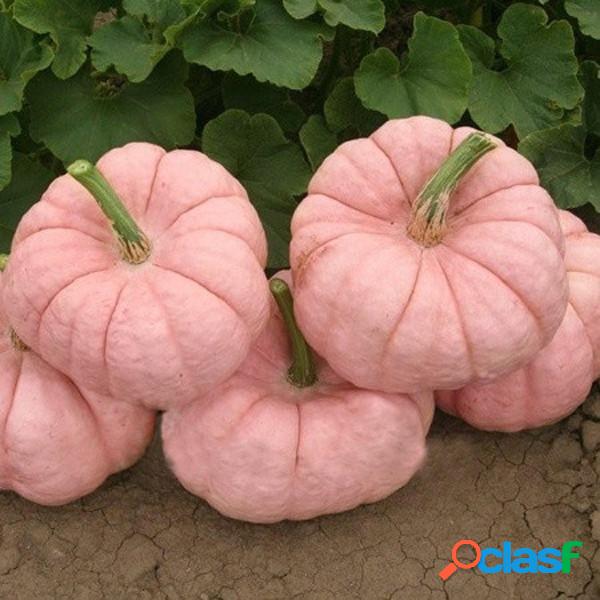 10 piezas / Bolsa Rosa calabaza Semillas Home Garden