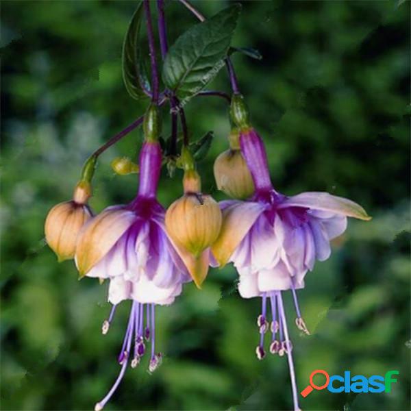 100 Unids / Bolsa Admiralty Flower Semillas Jardinería