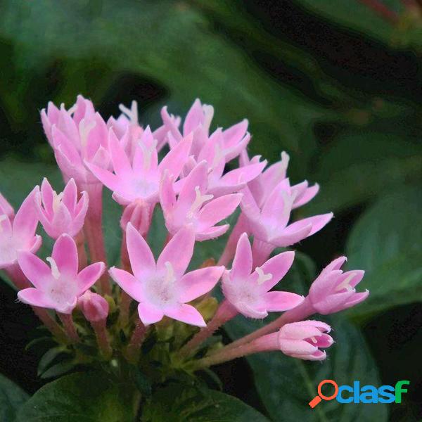 100 Unids / Bolsa Estrella Flor Semillas Balcón Jardín En