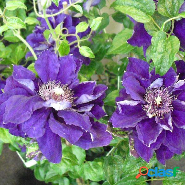 100 unids Clematis Semillas Flor Clematis Vines Bonsai