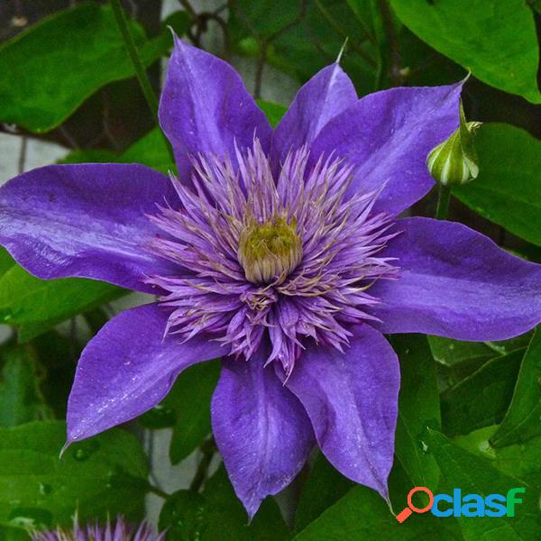 100Pcs Clematis Semillas Potted Clematis Flower Garden