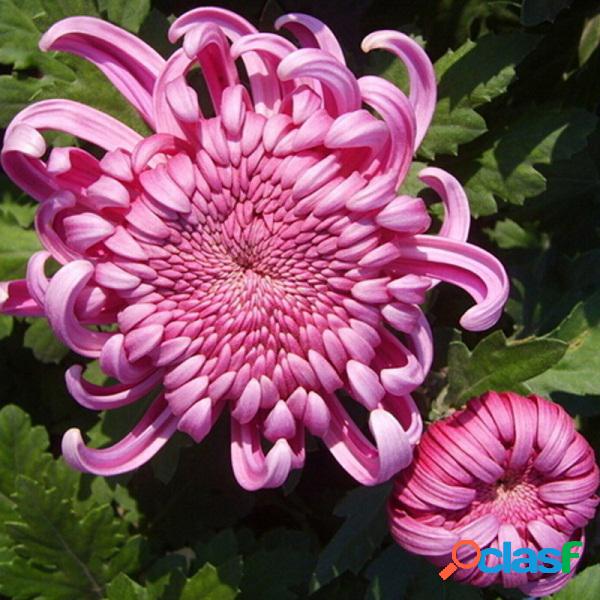 10Pcs Crisantemo Rojo Semillas Jardín Raro Flor Bonsai