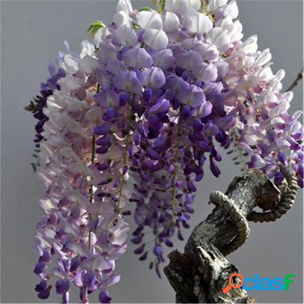 10pcs púrpura Wisteria Flor Semillas Plantas trepadoras