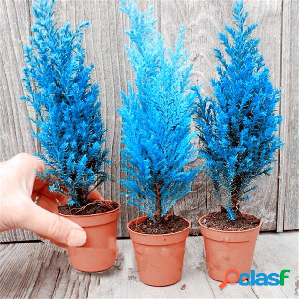 20 Unids Italiano Azul Cypress Tree Semillas Plantas