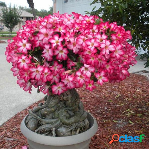 20 piezas Genuino Adenium Obesum Desert Rose Semillas Flor