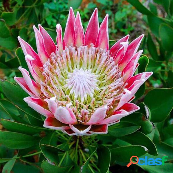 50 unids / bolsa Protea Cynaroides Semillas Raras Bonsai En