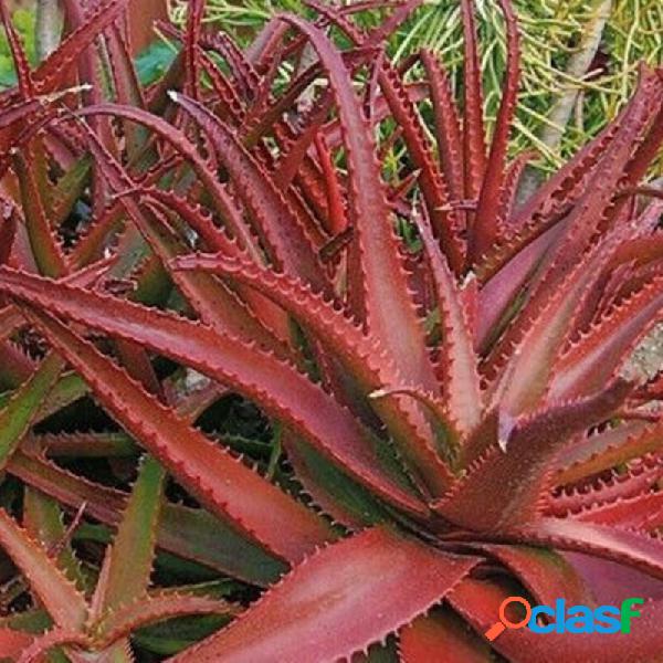 Egrow 10 piezas / paquete Aloe rojo Semillas Plantas