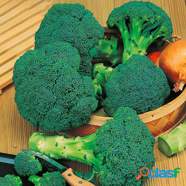 Egrow 100 Unids / Pack Coliflor Semillas Jardín Cocina