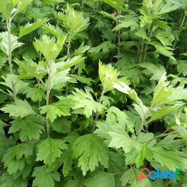 Egrow 100 g / paquete de semillas de ajenjo