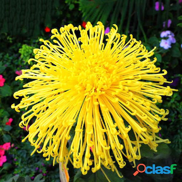 Egrow 100 piezas / paquete Crisantemo Semillas Crisantemo