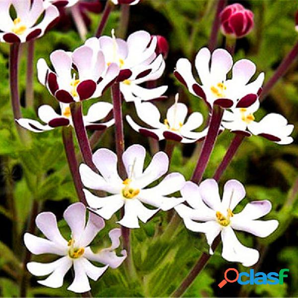 Egrow 100 piezas / paquete Phlox Semillas Floración