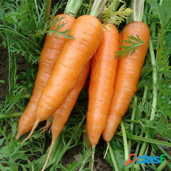 Egrow 100 piezas / paquete de zanahoria Semillas