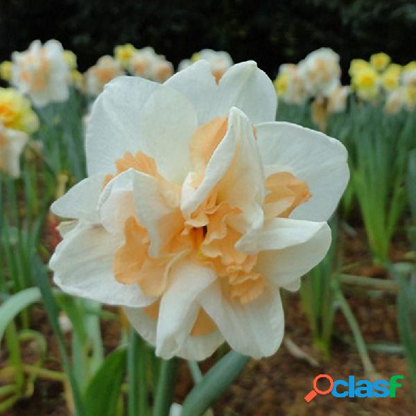 Egrow 100 unids narciso semillas de flores plantas de