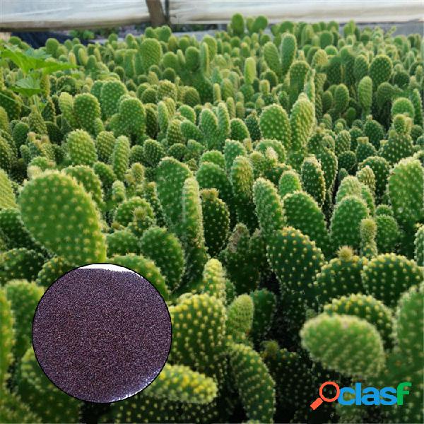 Egrow 100Pcs / Bolsa Opuntia Semillas Bonsai Plantas