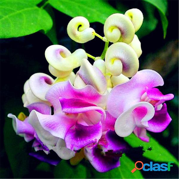 Egrow 20 PCS / Paquete Vine de caracol Semillas Wisteria