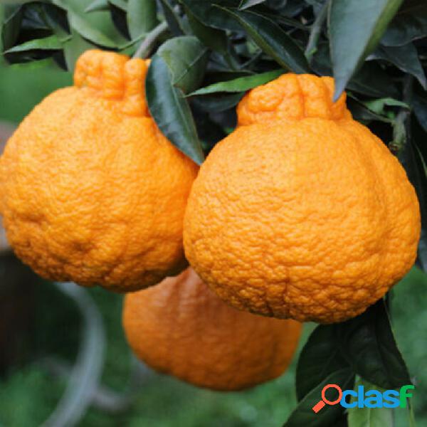 Egrow 20 Unids / pack Naranja Semillas Ugli Frutas Árboles