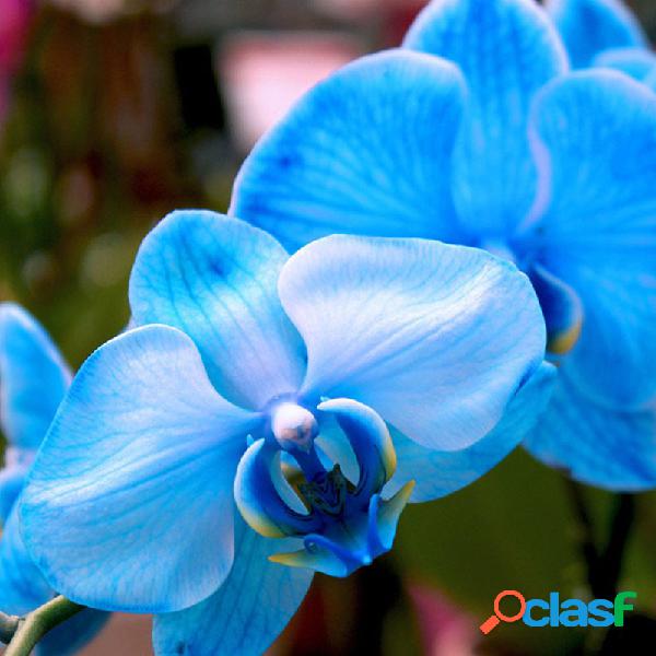 Egrow 200 PCS / Paquete Raro Bonsai Flor Azul Mariposa
