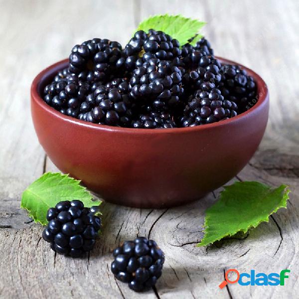 Egrow 200Pcs Blackberry Fruit Seeds Home Garden Plantación