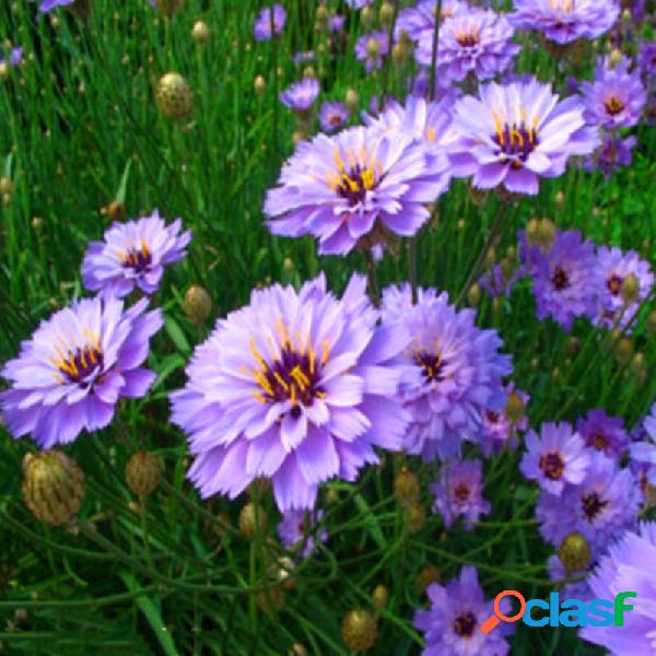 Egrow 50 piezas / paquete Caerulea Semillas Cupidos Amor