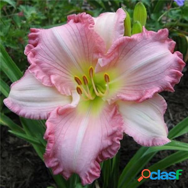 Egrow 50 piezas / paquete Daylily Semillas Daylily Flowers