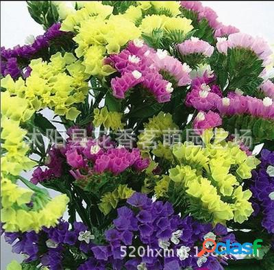 100 Unids / Bolsa Estrella Flor Semillas Balcón Jardín En