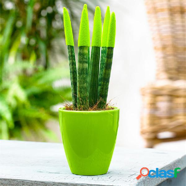 100 Unids Sansevieria Bonsai Semillas Maceta Balcón