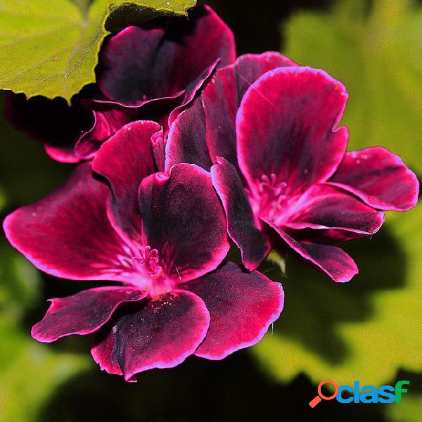 100 piezas Univalve Geranio Semillas Flor perenne Semillas