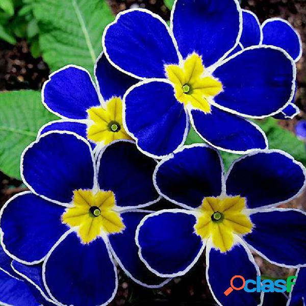 100 piezas de onagra azul Semillas Raro Bonsai de flores
