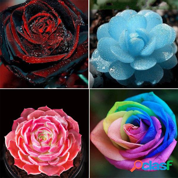 400pcs Egrow 4 Varieties Mixed Rose Flowers Seeds Pink