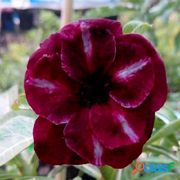 5 PCS Raro Marrón Negro Desert Rose Semillas Balcón Bonsai