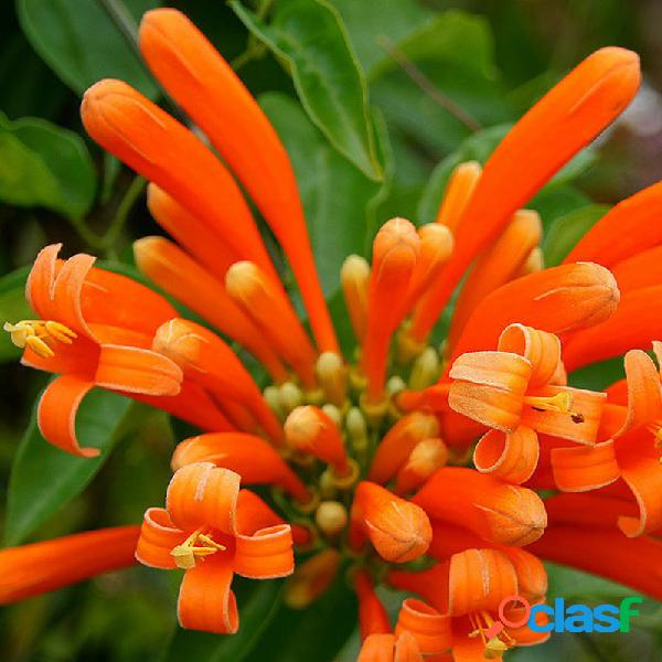 Egrow 10 piezas / paquete Orange Campsis Grandiflora