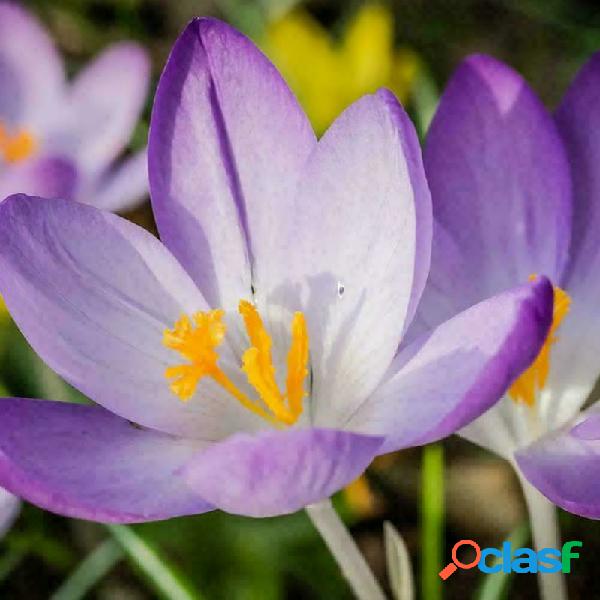 Egrow 100 Unids / pack Azafrán Crocus Semillas Bulbos
