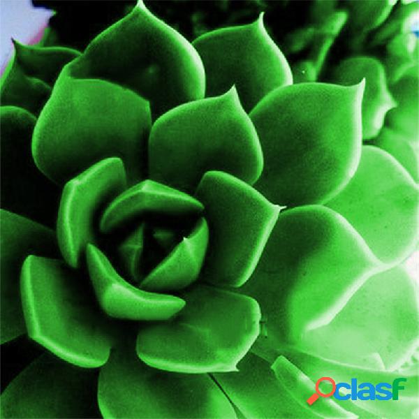 Egrow 100 Unids / pack Peonía Plantas Suculentas Semillas