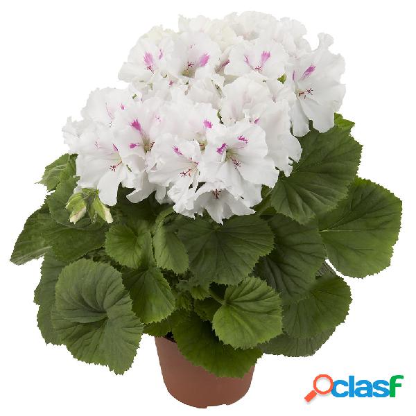 Egrow 100 piezas de geranio Semillas flores de geranio