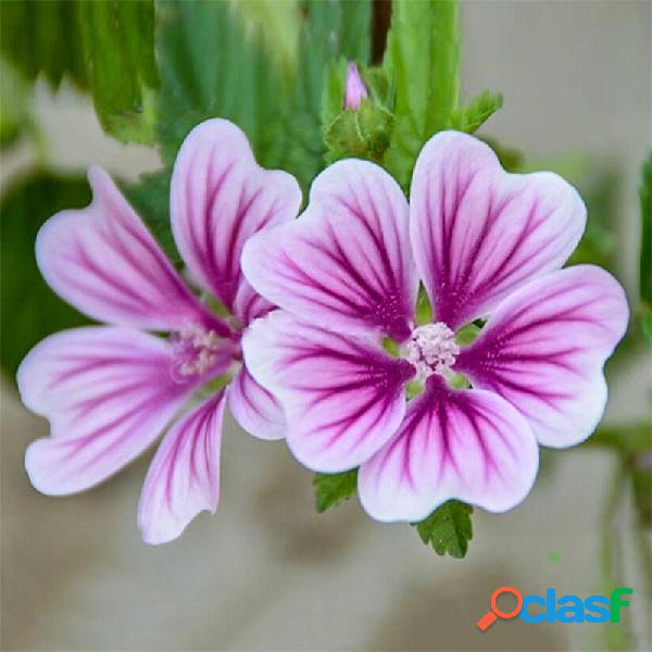 Egrow 100 piezas / paquete Mallow Semillas Mallow Bonsais