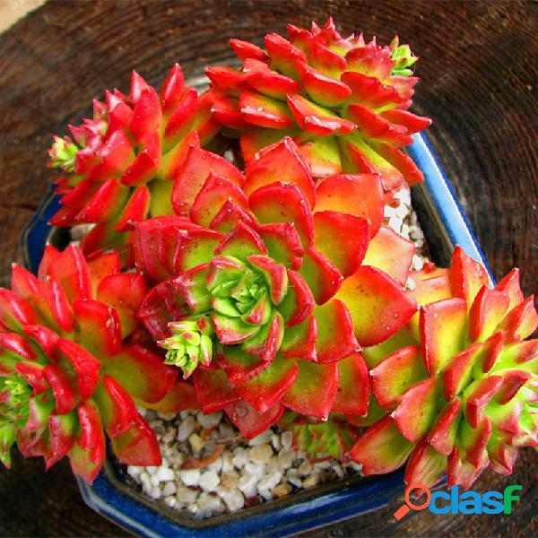 Egrow 100Pcs / Bolsa Sedeveria Letizia Cactus Semillas Lotus