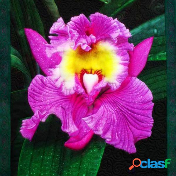 Egrow 100Pcs / Pack Monkey Face Orchid Semillas Home Garden